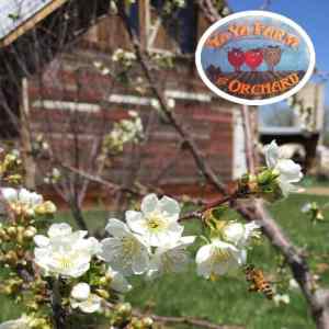 Adopt An Apple Tree